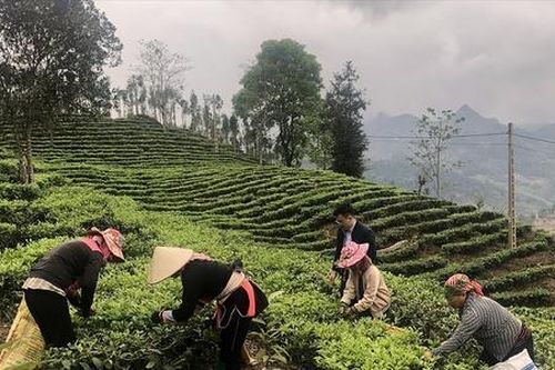 Cây trồng chủ lực giúp xã nghèo nhất Lào Cai bớt khó