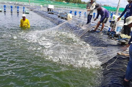 Năm 2025: xuất khẩu tôm có thể đạt 4,3-4,5 tỷ USD