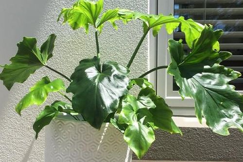 Những loại cây trồng làm quà tặng tân gia, khai trương, sinh nhật mang lại may mắn, tài lộc cho gia chủ