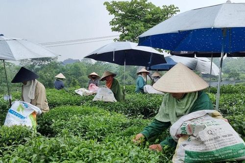 Thái Nguyên – Đệ nhất danh trà:Bài 3 - Tân Cương, nơi khởi nguồn sản xuất chè hữu cơ Việt Nam