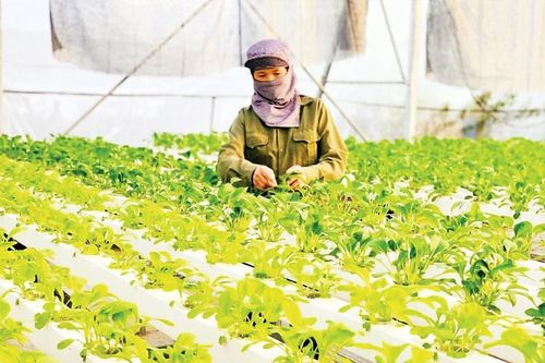 Tập trung hoàn thành chỉ tiêu khó