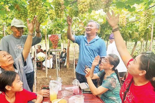 Vườn nho giữa lòng thành phố