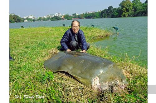 Từ 'Hàm Cá Mập' đến rùa Hồ Gươm: Có nên khôi phục biểu tượng thế kỷ?