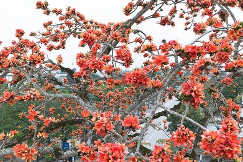 Cây gạo cổ thụ nở đỏ rực giữa lòng thành Vinh
