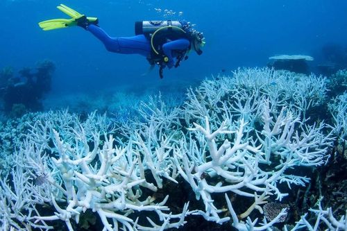 Báo động hiện tượng tẩy trắng san hô hàng loạt tại Australia