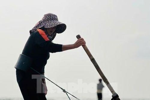'Lộc biển' dạt trắng bờ biển, ngư dân cào ốc ngày kiếm tiền triệu