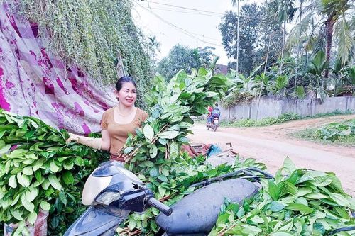 Mất mùa, chè xanh Nghệ An giá tăng gấp đôi