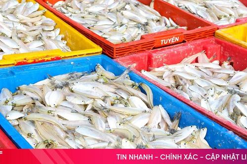 Ngư dân Hà Tĩnh 'đắc lộc' ngay đầu vụ cá nam