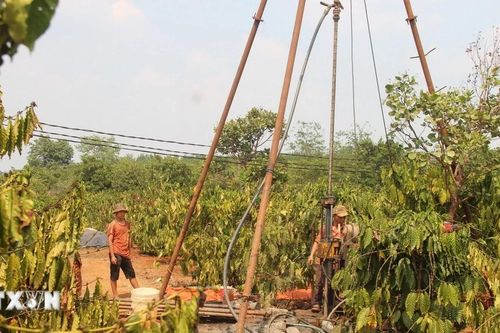 Chủ động nước tưới cho càphê và tiêu trước nắng nóng, khô hạn kéo dài