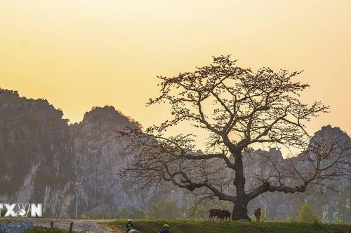 Đỏ rực trời mùa hoa gạo tháng Ba
