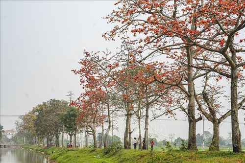 Đỏ rực trời mùa hoa gạo tháng Ba