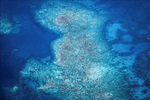 Hiện tượng tẩy trắng san hô đáng báo động tại rạn san hô nổi tiếng ở Australia
