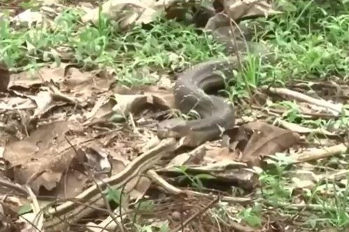 CLIP: Đụng độ rắn hổ mang chúa 'khủng', rắn sọc dưa trở thành miếng mồi ngon cho loài rắn độc