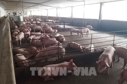 Xử lý thông tin phản ánh về giá thịt lợn