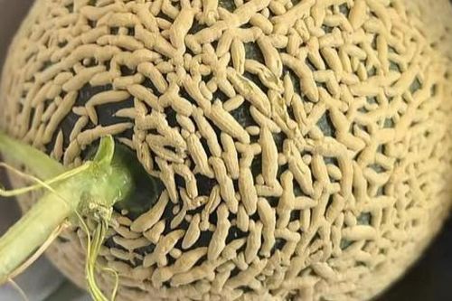 Quả dưa lưới có vỏ ngoài kỳ lạ, vừa nhìn đã 'nổi da gà'