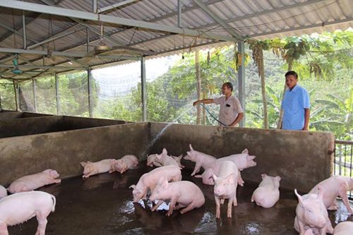 Giá lợn thịt tăng cao, người chăn nuôi vẫn không được lợi