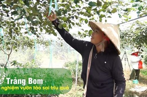 Về Trảng Bom trải nghiệm vườn táo sai trĩu quả