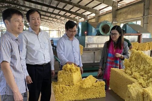 Cấp lại giấy phép môi trường cho nhà máy chế biến cao su Ia Glai