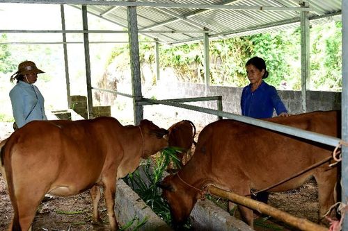 Phát triển chăn nuôi gia súc