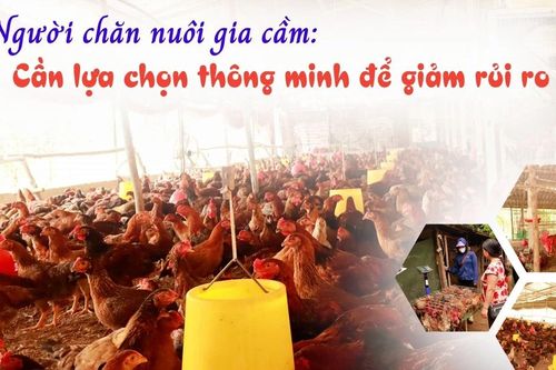 Người chăn nuôi gia cầm: Cần lựa chọn thông minh để giảm rủi ro