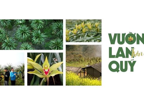 Vườn lan quý trên mây