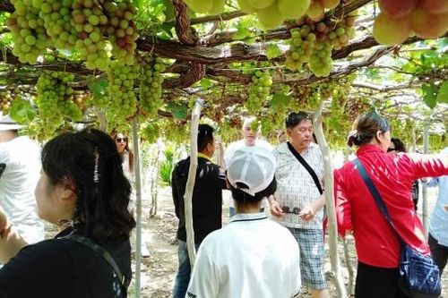 Làng nho Thái An - 'Vườn Địa Đàng' giữa vùng nắng gió