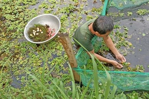 Đẩy mạnh công tác khuyến nông, chuyển giao khoa học, kỹ thuật