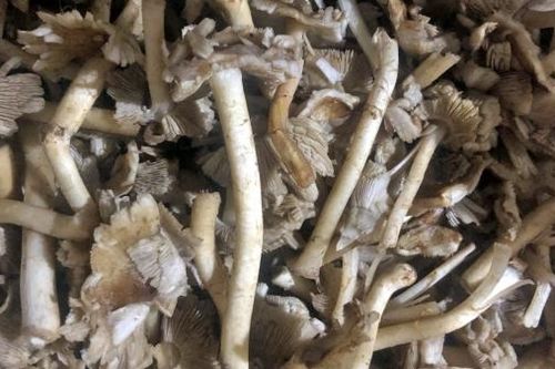 Tăng cường phòng, chống ngộ độc thực phẩm do độc tố tự nhiên