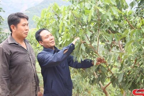 Đổi thay ở Bó Sinh
