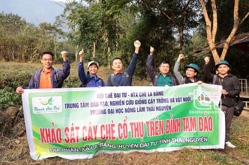 'Vén màn' bí ẩn chè cổ núi Tam Đảo thuộc địa phận Thái Nguyên - Kỳ 1: Hành trình vượt núi