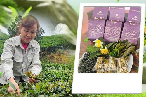 Độc đáo chè tím trên bản đồ chè Thái Nguyên