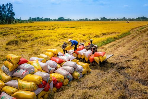 Bộ Công Thương thành lập Đoàn kiểm tra liên ngành việc kinh doanh, xuất khẩu gạo