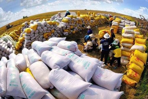 Kiểm tra 44 doanh nghiệp kinh doanh, xuất khẩu lúa gạo