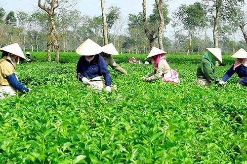 Cổ phiếu BHG của Chè Biển Hồ vào diện cảnh báo do ý kiến kiểm toán ngoại trừ kéo dài
