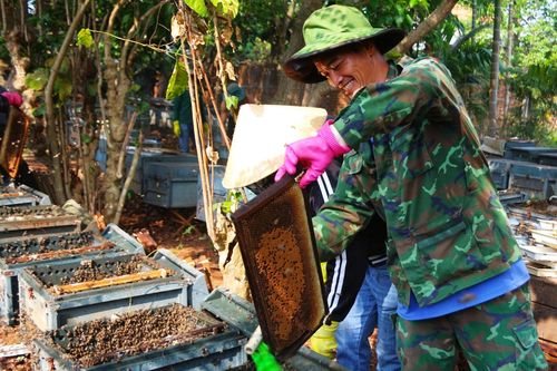 Cận cảnh quá trình khai thác mật hoa cà phê ở Tây Nguyên