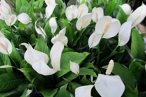 7 nguyên nhân khiến cây lan Ý còi cọc, khó nở hoa