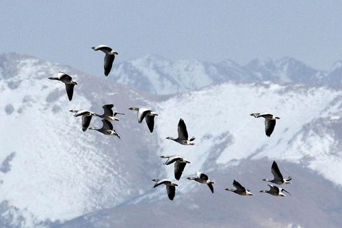 Loài chim duy nhất có thể chinh phục được dãy núi Himalaya