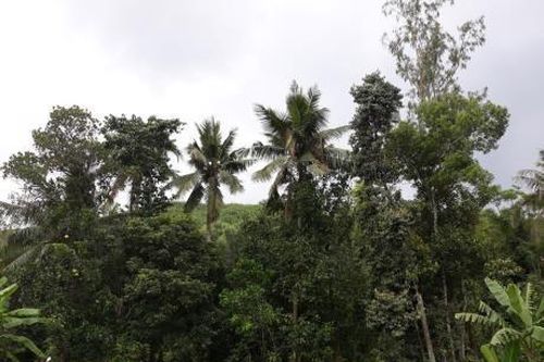 Nhớ cải trên trời
