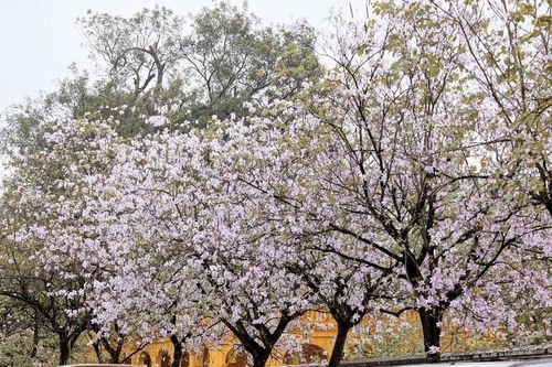 Hoa Ban cuối mùa – dư âm ngọt ngào giữa lòng Hà Nội