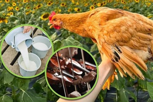 Sửng sốt gà 'nuôi bằng sữa' giá 1,7 triệu/nửa con