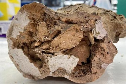 Phát hiện vật liệu có thể 'hồi sinh' khủng long, chuyên gia Việt giải mã