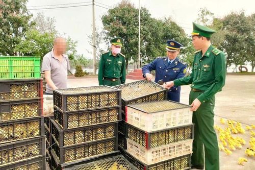 Bắt giữ hơn 25.000 gia cầm giống không rõ nguồn gốc