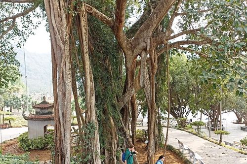 Bí ẩn cây đa nghìn tuổi 'biết đi' bên cạnh ngôi đền cổ ở Ninh Bình