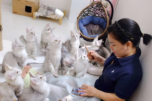 Người phụ nữ ở Bình Dương kiếm tiền tỷ từ số vốn 31 triệu mua đôi mèo khổng lồ