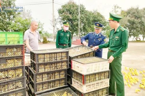 Quảng Ninh: Vận chuyển gia cầm giống không rõ nguồn gốc