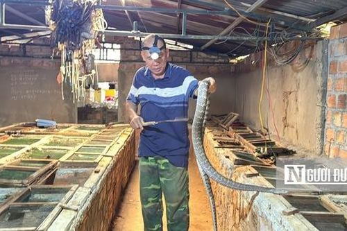 Bỏ chăn nuôi truyền thống, lão nông kiếm gần nửa tỷ đồng mỗi năm nhờ con vật 'ai cũng sợ'
