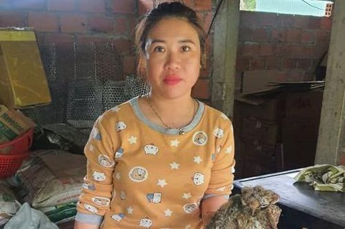Khởi tố người phụ nữ cất giấu rắn hổ chúa và chồn bay trong tủ lạnh