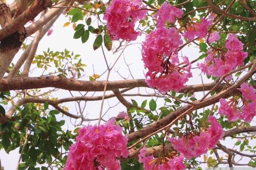 Ngắm đường hoa kèn hồng 'đẹp nhất miền Tây'