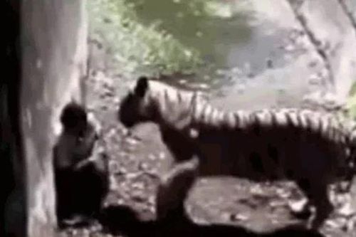 CLIP: Bị hổ dồn vào góc tường, người đàn ông liên tục vái lạy và cái kết