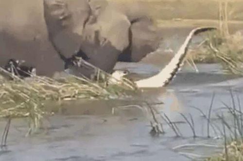 CLIP: Chủ động tấn công voi, cá sấu bị 'hành' cho thừa sống thiếu chết